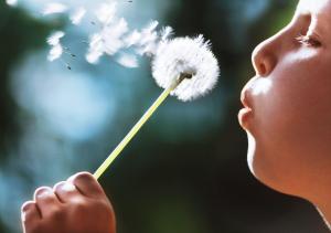 child-boy-blowing-dandelion-plant